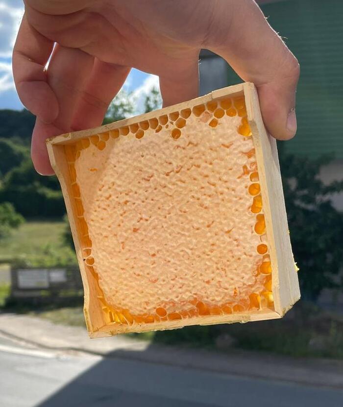 Naturwaben-Waldhonig 250 g